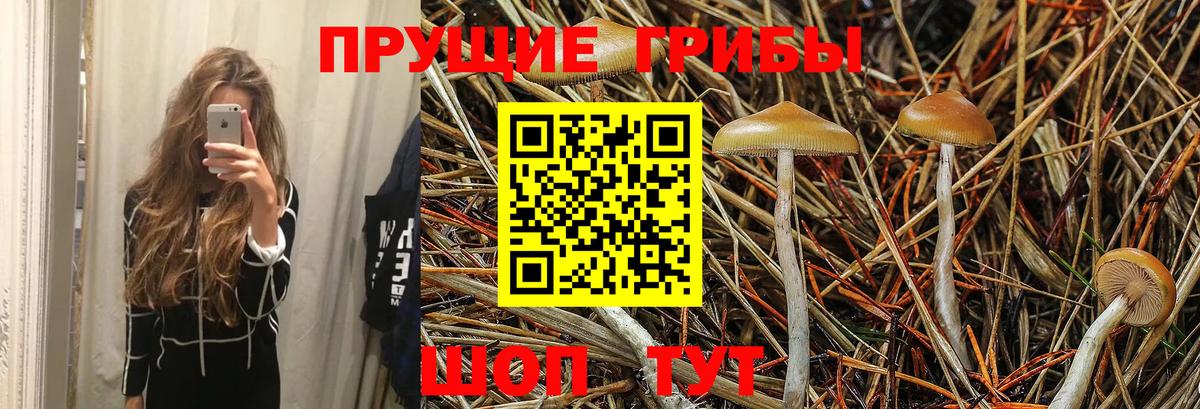 Галлюциногенные грибы Psilocybine cubensis  купить наркоту  Людиново  Вход с VPN 